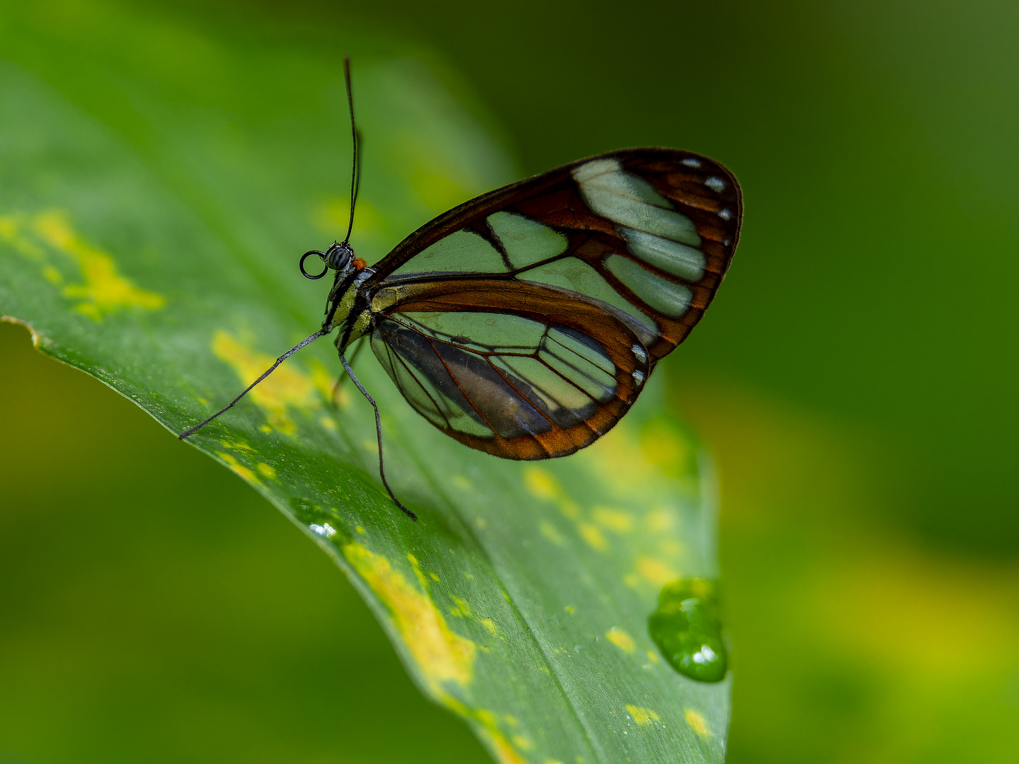 Glasflügelfalter (Ithomia diasia hippocrenis) mit kleiner Laus an Bord