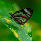 Glasflügelfalter (Ithomia diasia hippocrenis) mit kleiner Laus an Bord