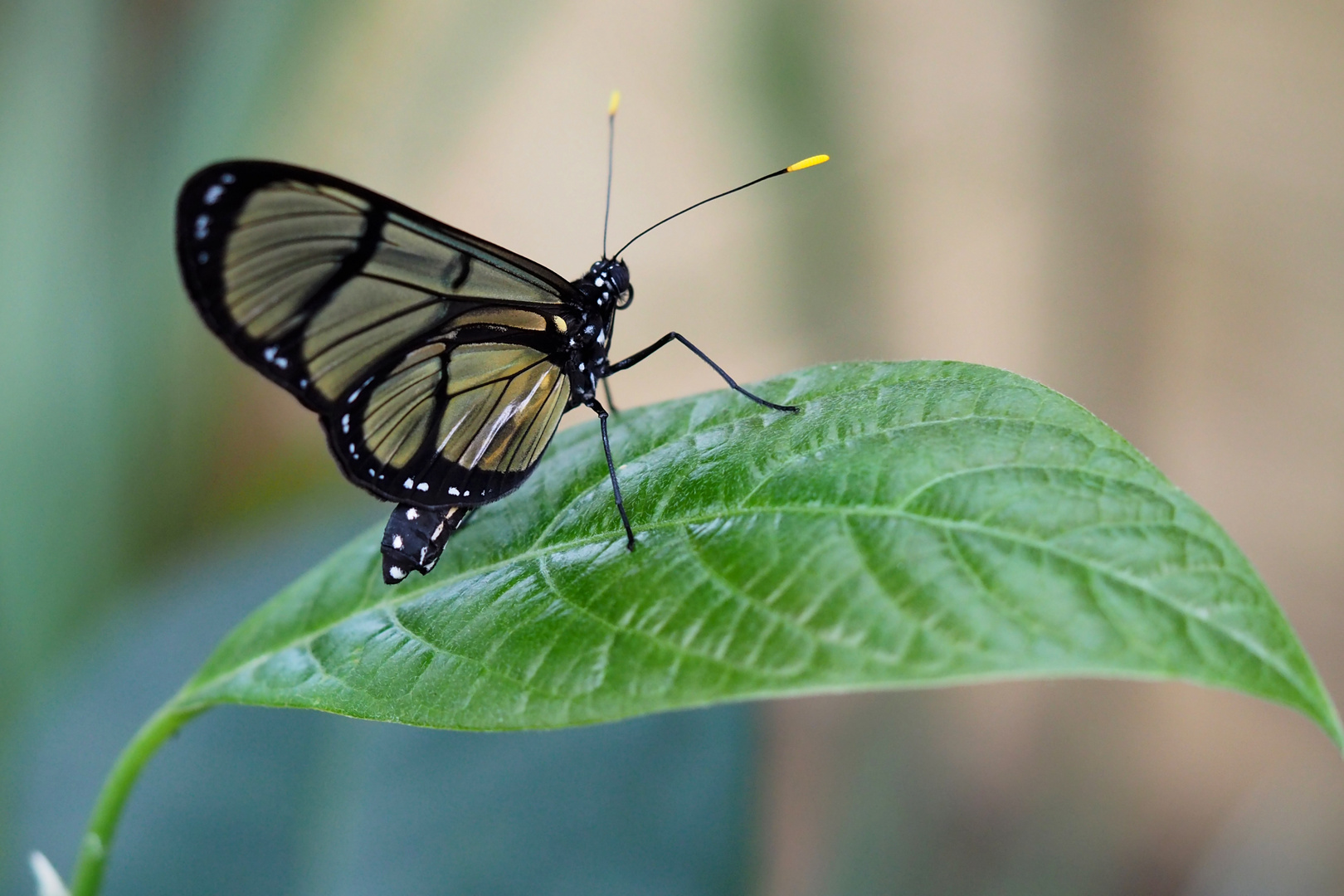 Glasflügelfalter (Methona confusa)