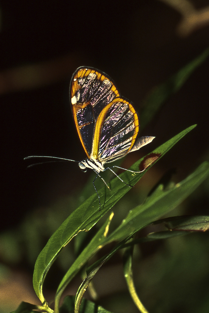 Glasflügelfalter (Oleria rubescens), Costa Rica