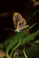 Glasflügelfalter (Oleria rubescens), Costa Rica