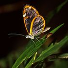 Glasflügelfalter (Oleria rubescens), Costa Rica