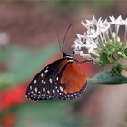 Glasflügelfalter, Tithorea tarricina pinthias