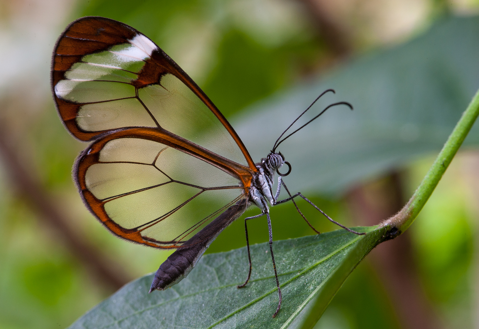 Glasflügelschmetterling