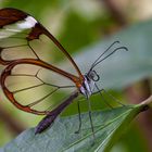 Glasflügelschmetterling