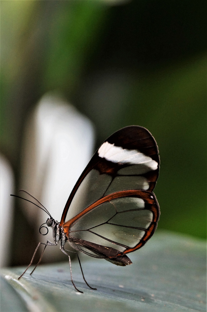 Glasflügelschmetterling....