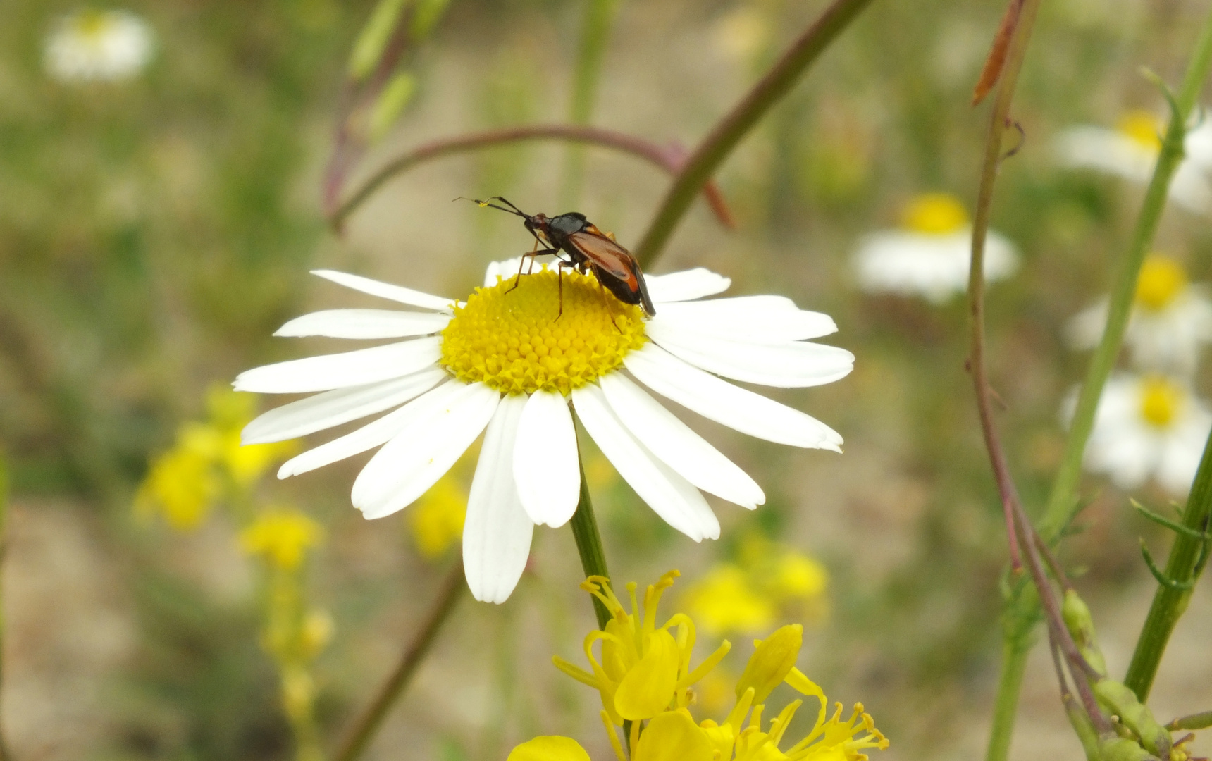 Glasflügelwanze auf Kamillenblüte