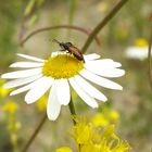 Glasflügelwanze auf Kamillenblüte