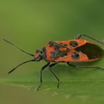 Glasflügelwanze (Corizus hyoscyami)