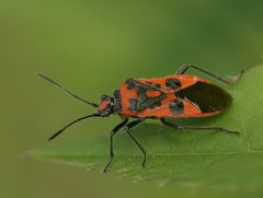 Glasflügelwanze (Corizus hyoscyami)