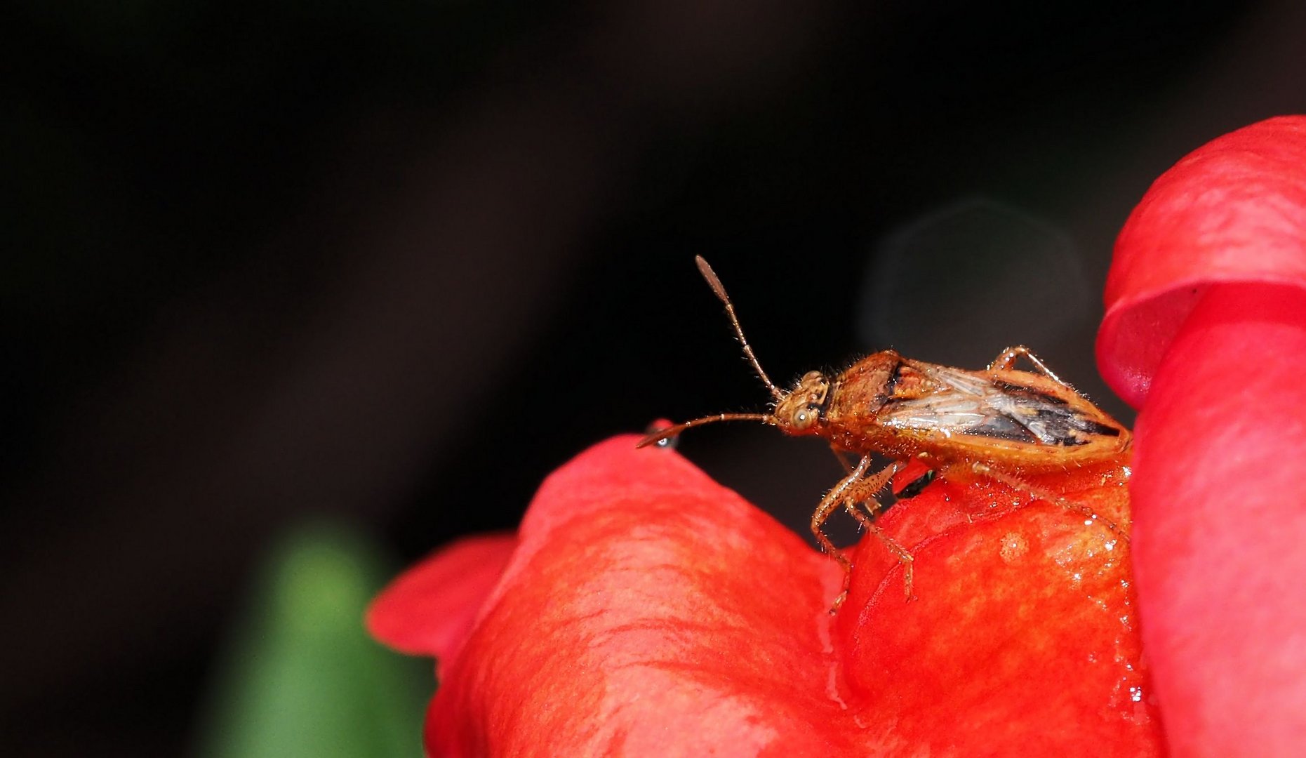 Glasflügelwanze (Rhopalus parumpunctatus)