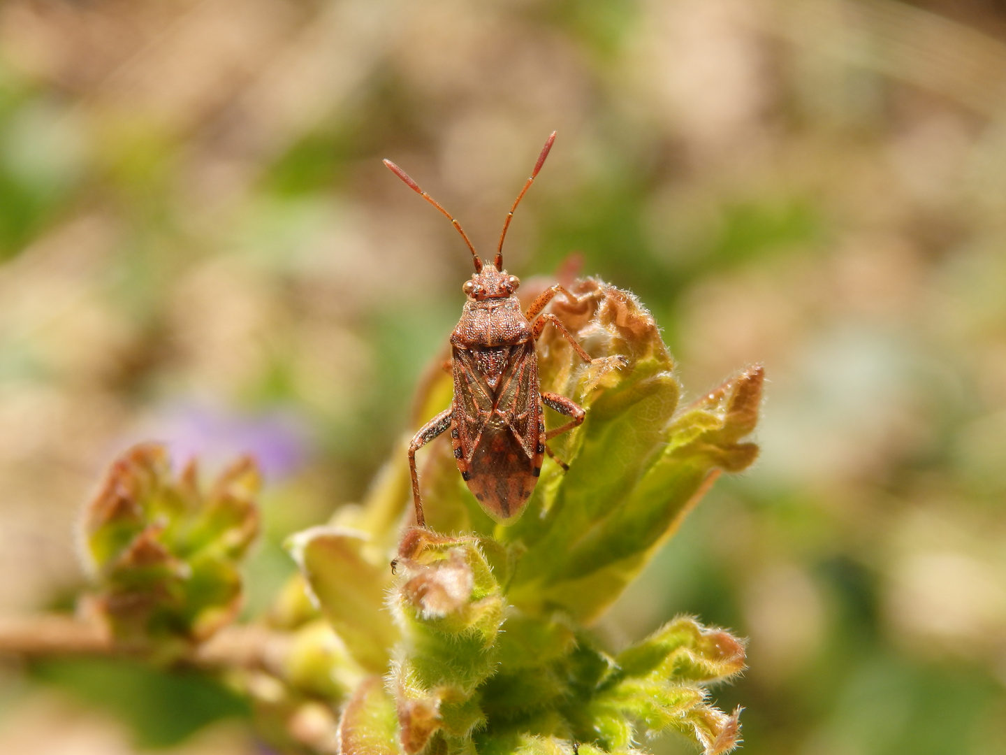 Glasflügelwanze Rhopalus parumpunctatus ?