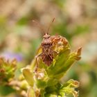 Glasflügelwanze Rhopalus parumpunctatus ?