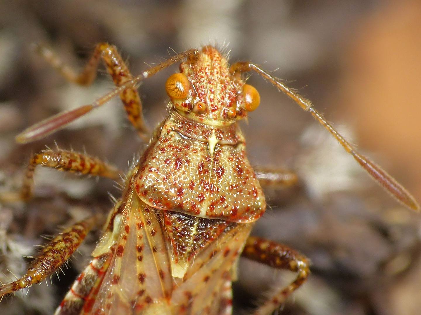 Glasflügelwanze (Rhopalus sp.) auf Oregano