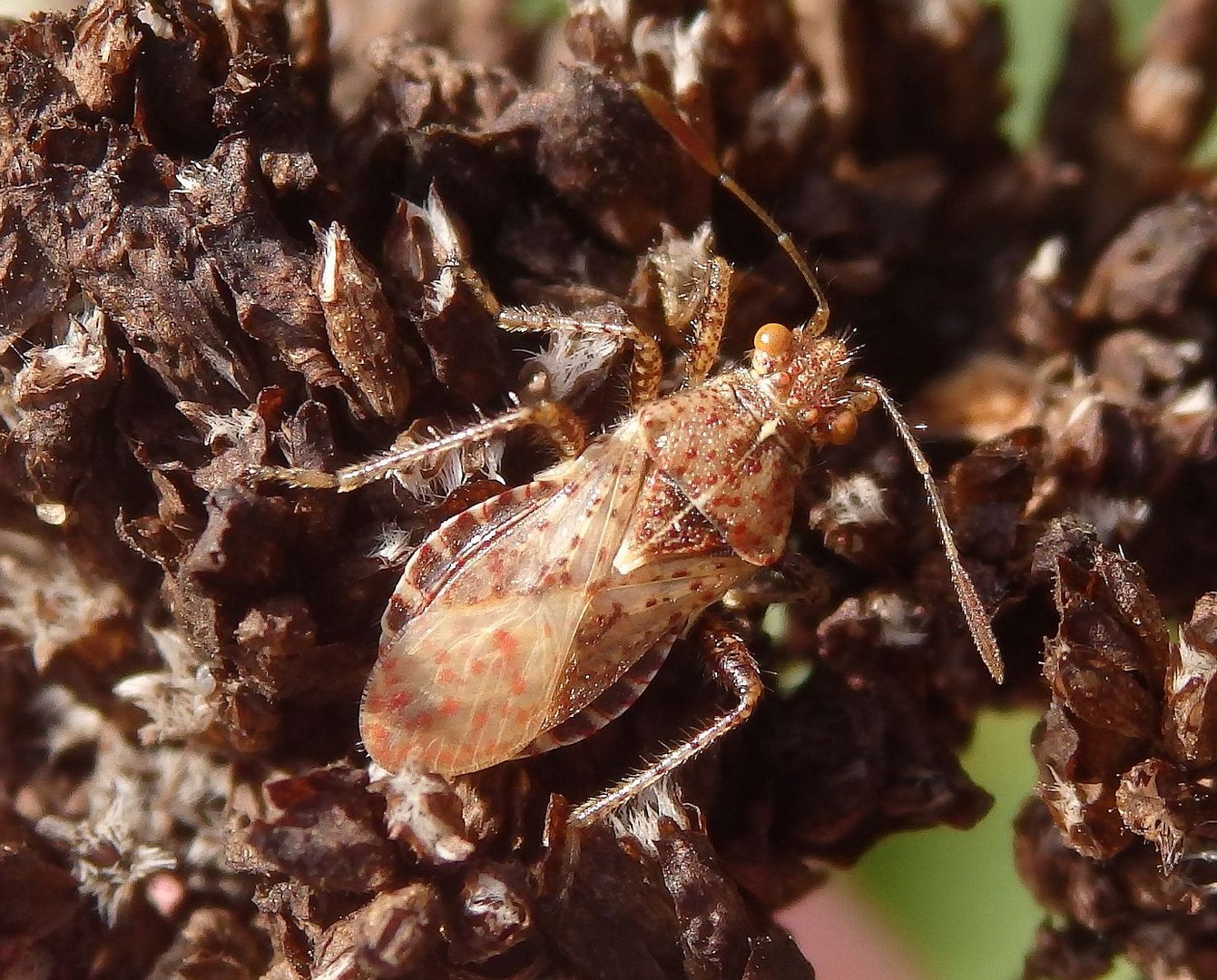 Glasflügelwanze (Rhopalus sp.) auf Oregano