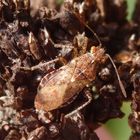 Glasflügelwanze (Rhopalus sp.) auf Oregano