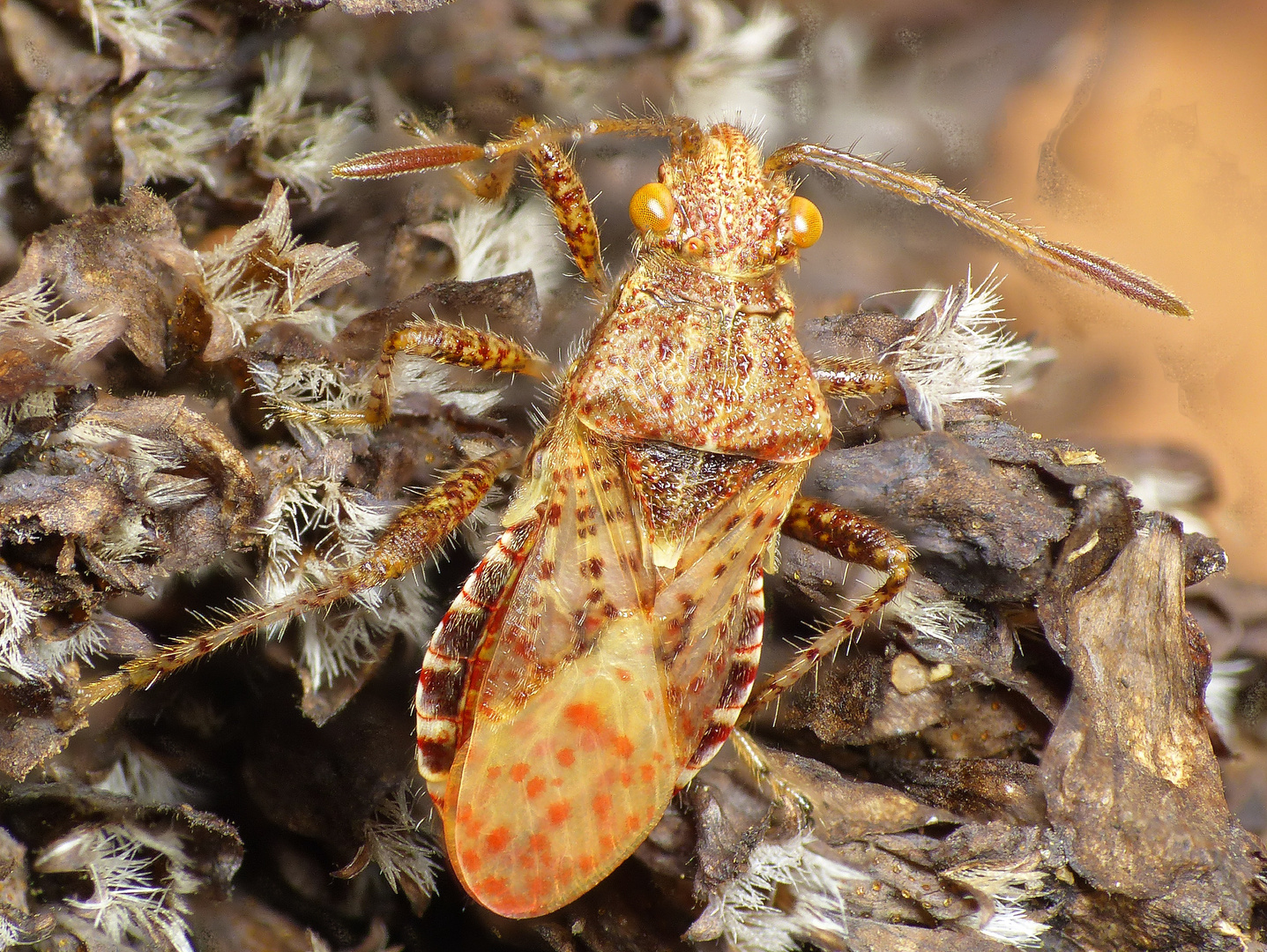 Glasflügelwanze (Rhopalus sp.) auf Oregano