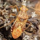 Glasflügelwanze (Rhopalus sp.) auf Oregano