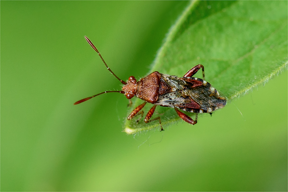 Glasflügelwanze (Rhopalus subrufus)