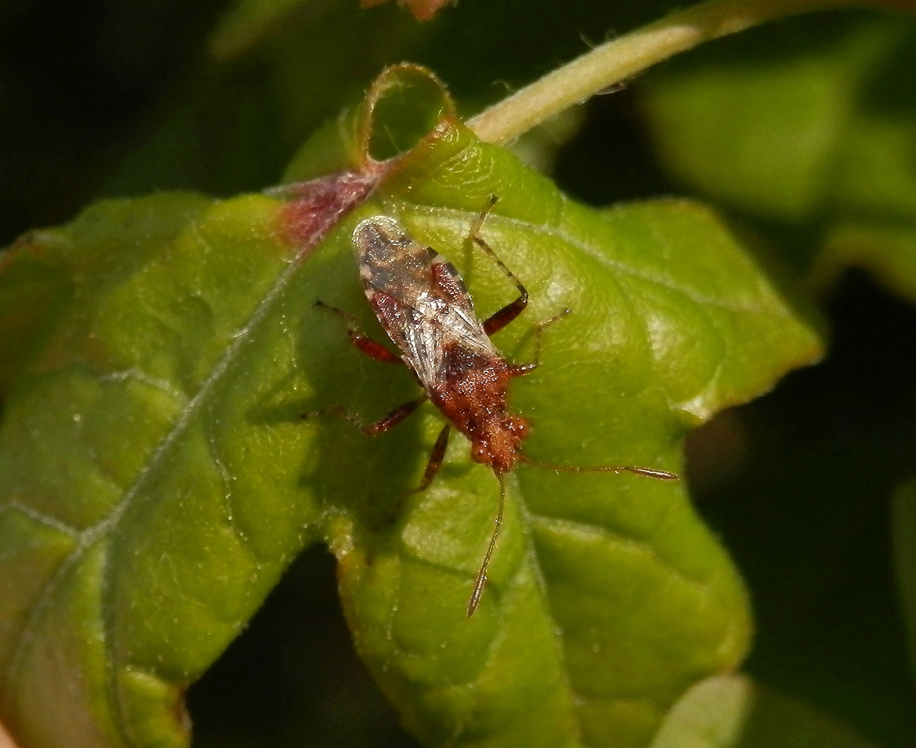 Glasflügelwanze (Rhopalus subrufus)