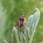 Glasflügelwanze Stictopleurus abutilon auf Gelber Schafgarbe