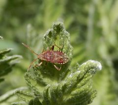 Glasflügelwanze Stictopleurus abutilon auf Gelber Schafgarbe