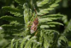 Glasflügelwanze Stictopleurus abutilon auf Gelber Schafgarbe