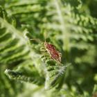 Glasflügelwanze Stictopleurus abutilon auf Gelber Schafgarbe