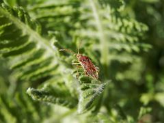 Glasflügelwanze Stictopleurus abutilon auf Gelber Schafgarbe