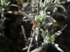 Glasflügelwanze Stictopleurus crassicornis(?) auf Lavendel