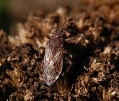 Glasflügelwanze Stictopleurus punctatonervosus