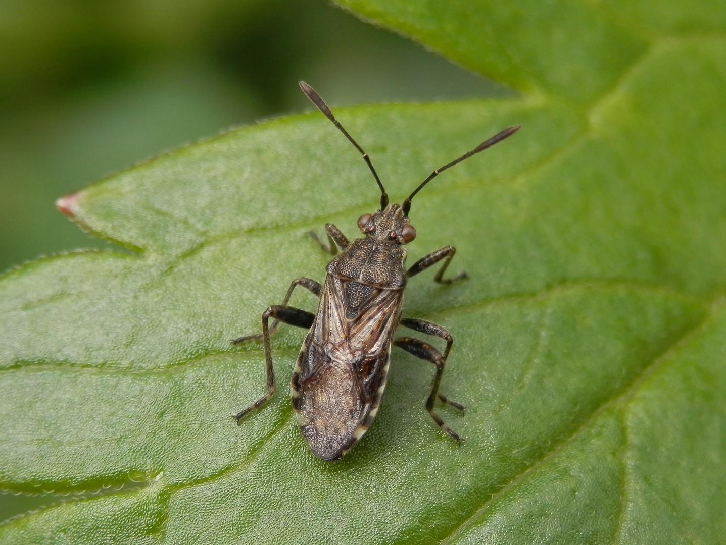 Glasflügelwanze Strictopleurus punctatonervosus