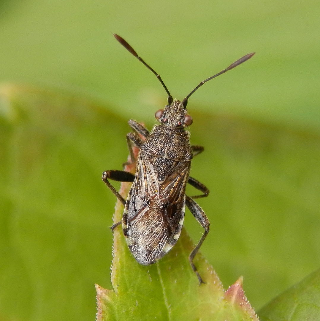 Glasflügelwanze Strictopleurus punctatonervosus - Gleich bin ich weg!