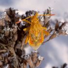 Glasflügelwanze - Weibchen von Stictopleurus abutilon