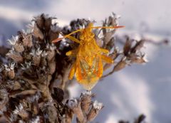 Glasflügelwanze - Weibchen von Stictopleurus abutilon