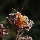 Glasflügelwanze - Weibchen von Stictopleurus abutilon