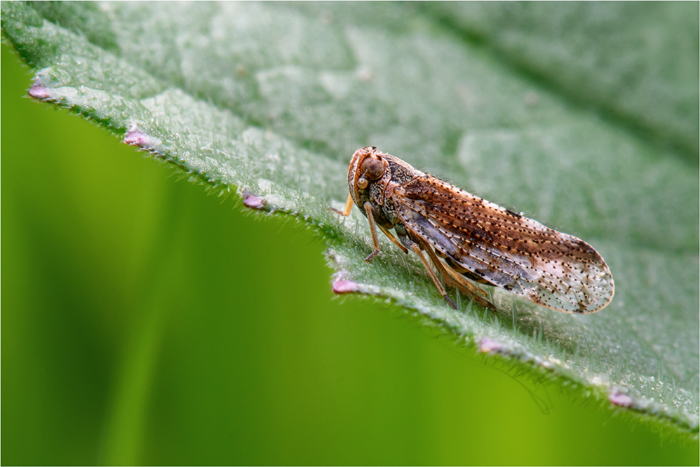 Glasflügelzikade (Cixiidae)