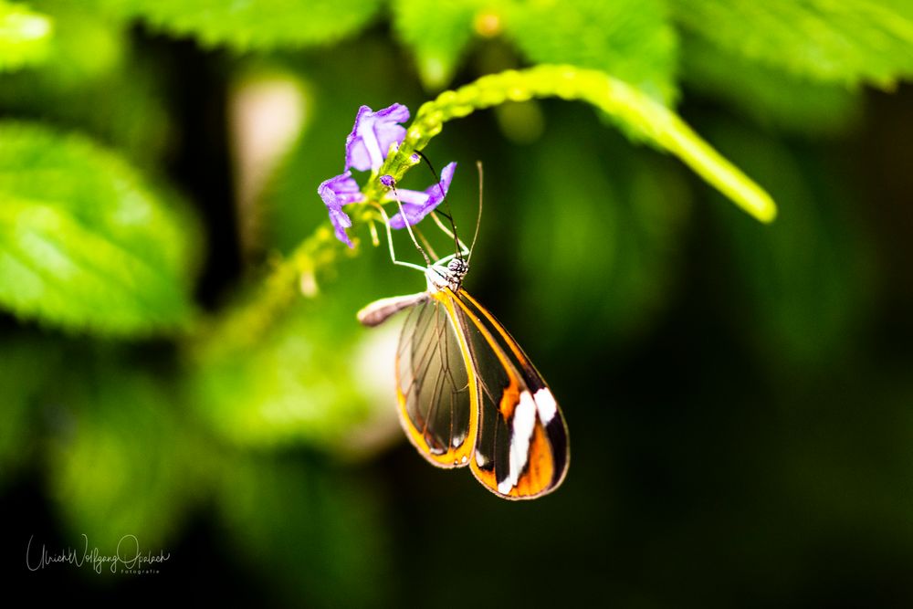 Glasflügler 43 ( Greta oto ) 