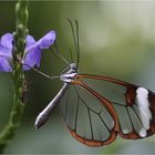 Glasflügler an blauer Blüte