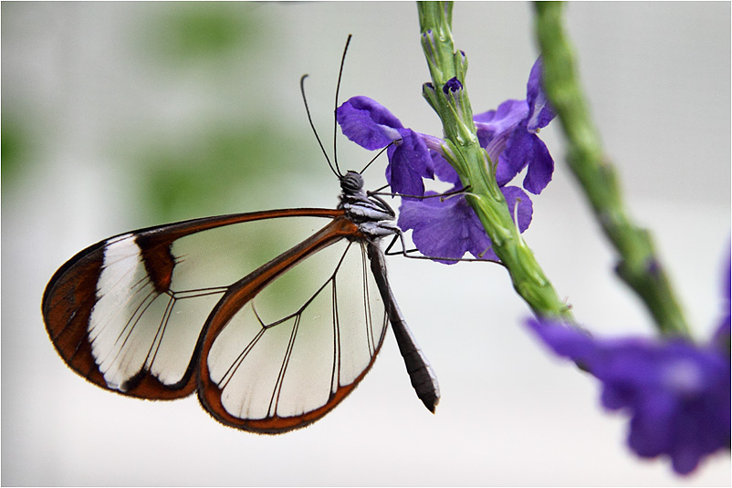 Glasflügler an blauer Blüte