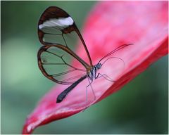 Glasflügler an der Blüte einer Flamingoblume