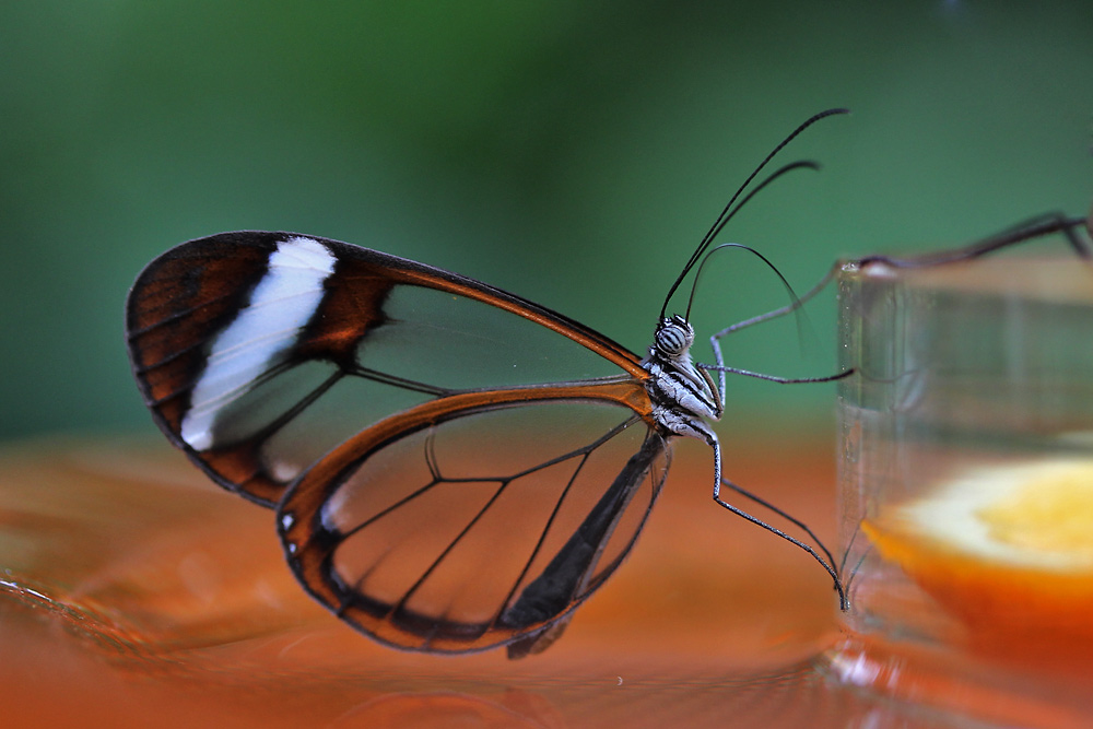 Glasflügler an der Futterschale