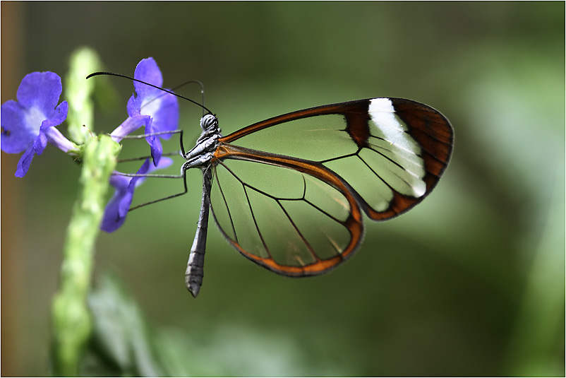 Glasflügler an einer blauen Blüte