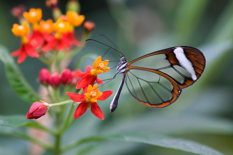 Glasflügler an einer Blüte