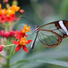 Glasflügler an einer Blüte