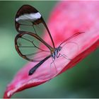 Glasflügler an einer Flamingoblume