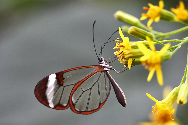 Glasflügler an einer gelben Blüte