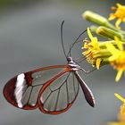 Glasflügler an einer gelben Blüte