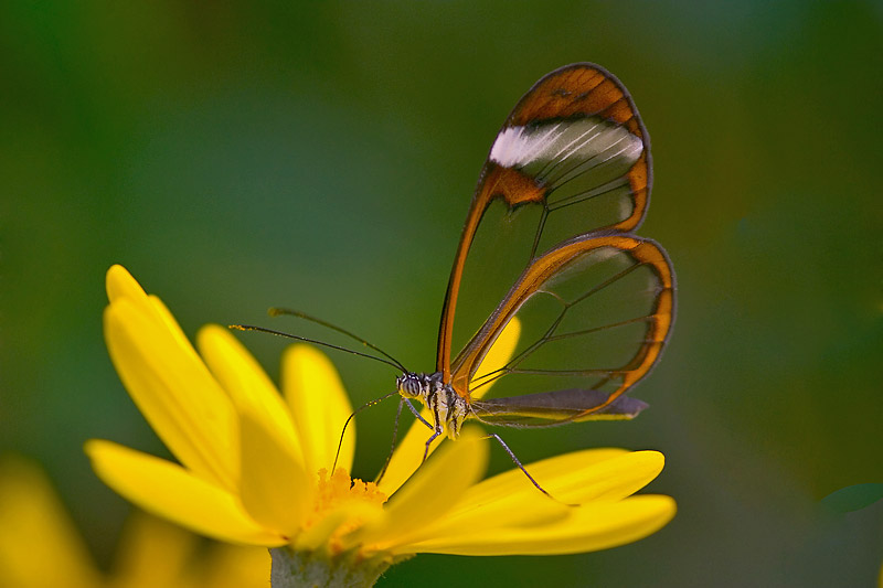 Glasflügler an einer gelben Blüte