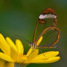 Glasflügler an einer gelben Blüte